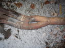 Peltisarjat_005.JPG
