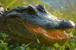 30006999.AlligatorSmile.jpg