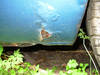 Tiedostonimi=DSCN0346.jpg
Tiedostokoko=87kt
Koko=676x507
Lisätty=%15.%07.%2006 DSCN0346.jpg