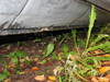 Tiedostonimi=ilona_030.JPG
Tiedostokoko=85kt
Koko=640x480
Lisätty=%07.%10.%2009 ilona_030.JPG