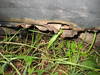 Tiedostonimi=ilona_031.JPG
Tiedostokoko=98kt
Koko=640x480
Lisätty=%07.%10.%2009 ilona_031.JPG